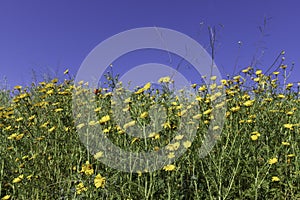 Meadow with blooming yellow Crown daisy Chrysanthemum coronarium flowers against