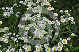 In the meadow, blooms in the wild Erigeron annuus