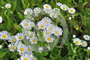 In the meadow, blooms in the wild Erigeron annuus