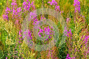 Meadow of blossom willow-herb. Field of pink blooming sally flowers