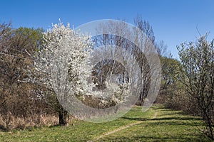 Meadow and a blossoming tree in the spring