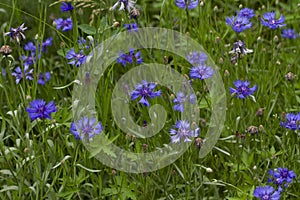 Meadow with blue carnations on a blurred background of green grass
