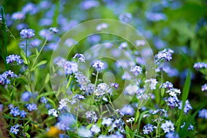 Meadow of blue flower