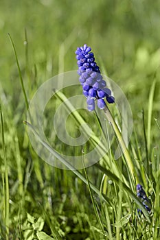 Meadow With Blue Grape Hyacinth Flower