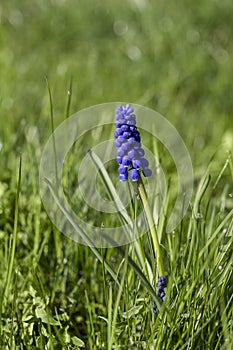Meadow With Blue Grape Hyacinth Flower