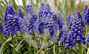 Meadow with blue muscari in garden