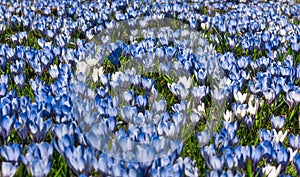 Meadow of blue and white crocus flowers