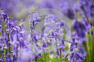 Meadow of Bluebells