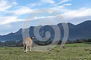 Meadow with bovine livestock in Picos de Europa mountains