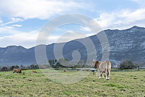 Meadow with bovine livestock in Picos de Europa mountains