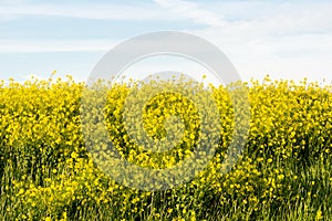 Meadow with Brassica napus (rapeseed) to produce biodiesel