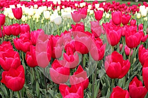 Meadow of bright pink and white tulips close-up at Goztepe Park in Istanbul, Turkey photo