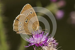 Meadow brown (Aphantopus hyperantus)