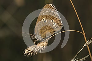 Meadow brown (Aphantopus hyperantus)
