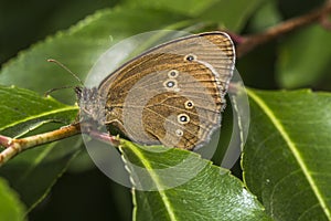 Meadow brown (Aphantopus hyperantus)