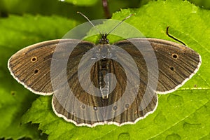 Meadow brown (Aphantopus hyperantus)