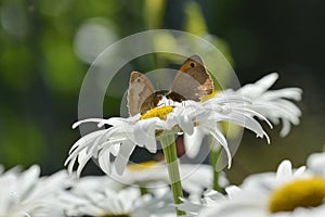 Meadow brown butterflies