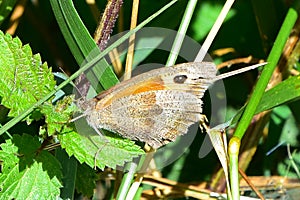 Meadow Brown Butterfly