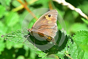 Meadow Brown Butterfly