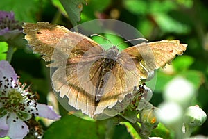 Meadow Brown Butterfly