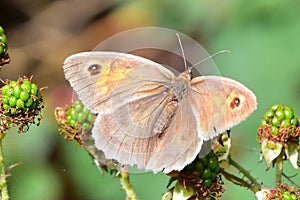 Meadow Brown Butterfly