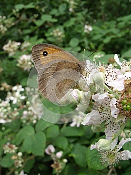 Meadow Brown Butterfly On Blackberry Blossom