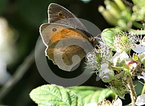 Meadow brown butterfly on blackberry flower