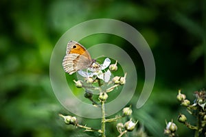 Meadow Brown butterfly on a bramble flower