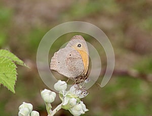 Meadow brown butterfly in close up