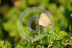 Meadow brown butterfly close up in nature, brown butterfly