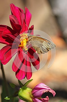 Meadow brown butterfly on Dahlia