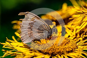 Meadow brown butterfly with damaged wings perched on a yellow flower