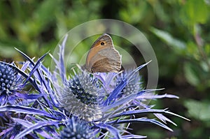 Meadow Brown Butterfly on Eryngium sea holly flowerhead