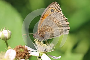 Meadow brown butterfly feeding on bramble flower in close up