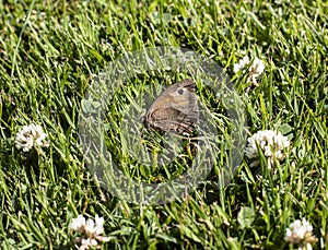 A meadow brown butterfly feeding on clover in a garden lawn