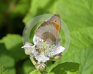 Meadow brown butterfly feeding on white bramble flower