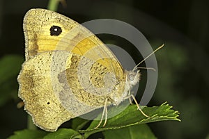 Meadow brown butterfly, female / Maniola jurtina photo