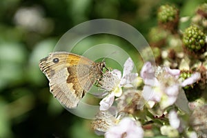 Meadow brown butterfly on flower