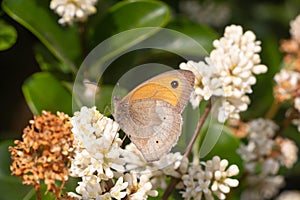 Meadow brown butterfly on a flower