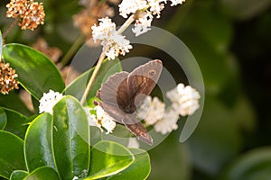 Meadow brown butterfly on a flower