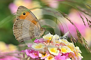 Meadow Brown Butterfly Macro