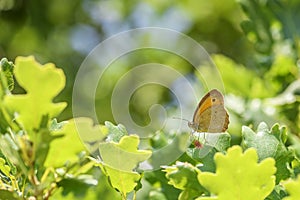 Meadow Brown butterfly - Maniola jurtina