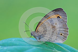 Meadow Brown butterfly - Maniola jurtina