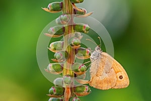 Meadow Brown butterfly - Maniola jurtina