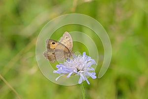 Meadow brown butterfly (Maniola jurtina).