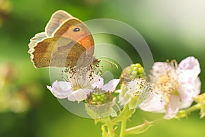 Meadow brown butterfly Maniola jurtina feeding nectar