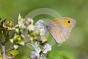 Meadow brown butterfly Maniola jurtina feeding nectar