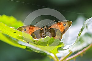 Meadow brown butterfly Maniola jurtina front view
