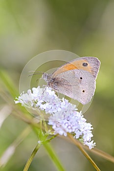 Meadow Brown butterfly - Maniola jurtina in its natural habitat