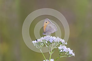 Meadow Brown butterfly - Maniola jurtina in its natural habitat